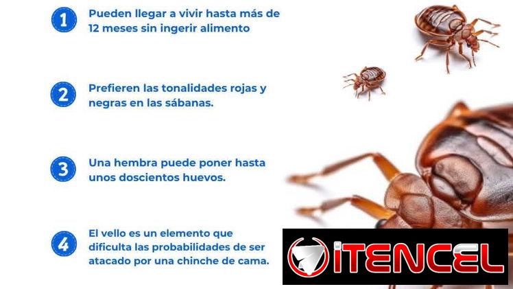 Servicio de Fumigación contra Chinches