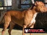 Busco novia . Pitbull&stafford 85lbs Cumple 6 años este 30 junio. 54633692 Abel