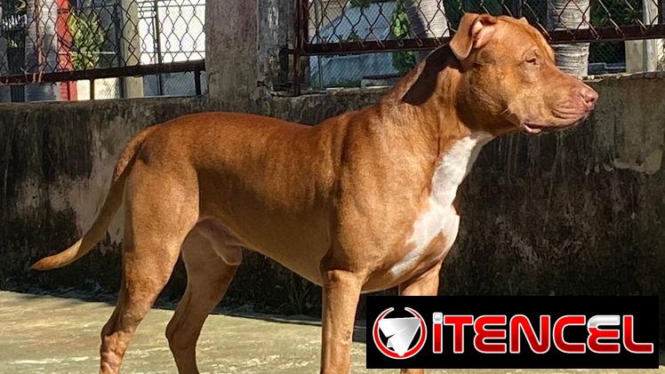 Busco novia . Pitbull&stafford 85lbs Cumple 6 años este 30 junio. 54633692 Abel