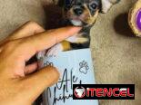 🐾Hermosos Chihuahuitas🍏de los más pequeñitos ambos sexos🌸💙🤏🏻🎁🐾🐶