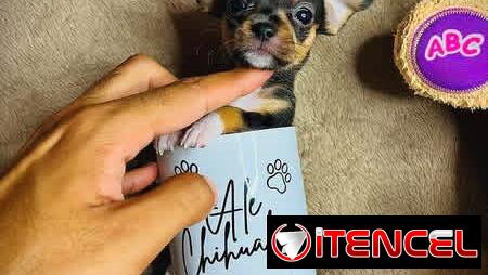 🐾Hermosos Chihuahuitas🍏de los más pequeñitos ambos sexos🌸💙🤏🏻🎁🐾🐶