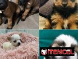 ((( VARIEDAD D RAZAS CANINAS BETTY MASCOTAS WHAT’SAPP 52506841 )))