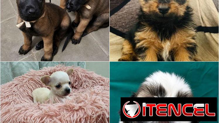 ((( VARIEDAD D RAZAS CANINAS BETTY MASCOTAS WHAT’SAPP 52506841 )))
