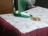 Venta O permita Ganga 💪