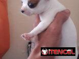 @@@@@Cachorros de excelente genética