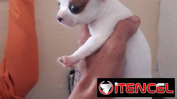 @@@@@Cachorros de excelente genética