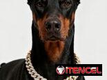 Collar de diamante para Mascotas