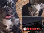 💜💜💜* 🐶¿BUSCAS UN CACHORRO?* EN BETTY MASCOTAS TE AYUDAMOS A ENCONTRAR TÚ FIEL COMPAÑERO WHATSAPP 52506841  💜💜💜
