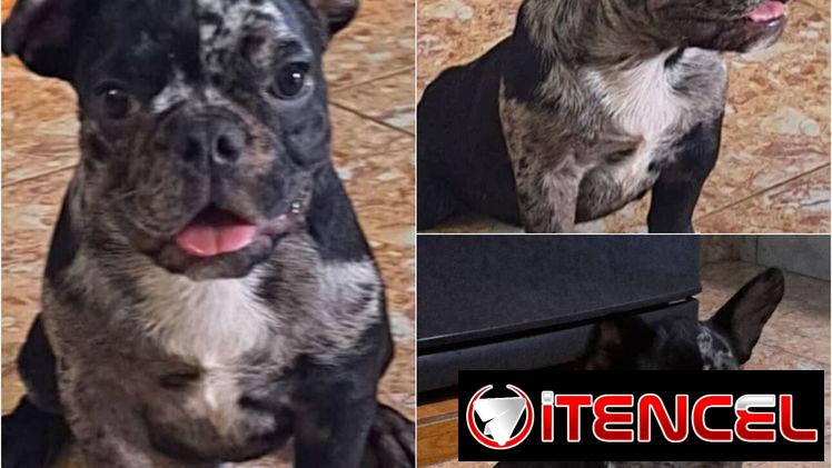 ••  RAZAS DE PERROS DE TALLA PEQUEÑA, MEDIANA Y GRANDE  BETTY MASCOTAS  52506841 ••
