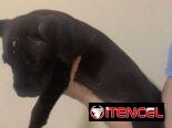 Cachorros de pitbull