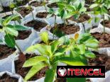 Venta de arboles frutales y ornamentales