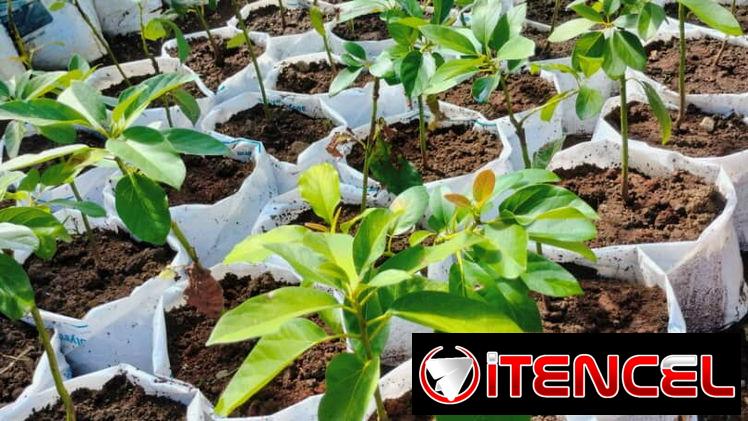 Venta de arboles frutales y ornamentales
