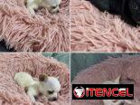 ((( CHIHUAHUAS HEMBRAS MINI BETTY MASCOTAS WHATSAPP 52506841 )))