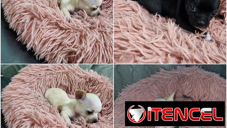 ((( CHIHUAHUAS HEMBRAS MINI BETTY MASCOTAS WHATSAPP 52506841 )))