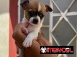 🐾Hermosos Chihuahuitas Machitos💙🤏🏻🎁🐶