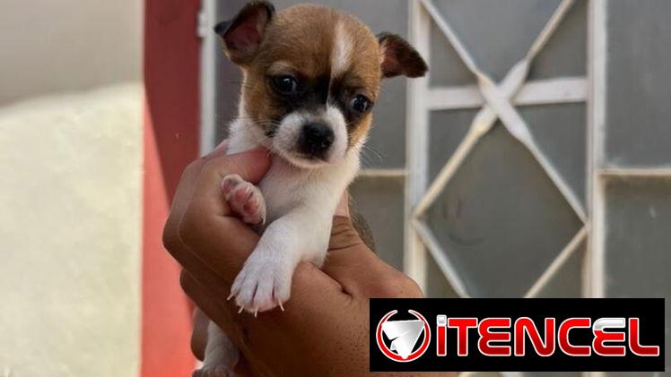 🐾Hermosos Chihuahuitas Machitos💙🤏🏻🎁🐶