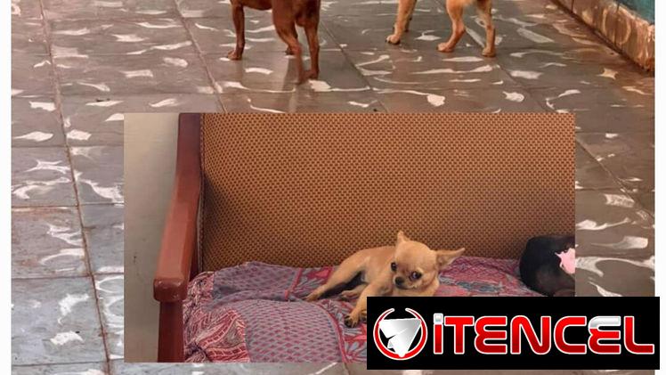 SHIHUAHUA MINI ADULTA,hembra,en 250 USD o equivalente,TENGO MENSAJERÍA,tiene 1 año y medio,está VACUNADA,nunca ha parido