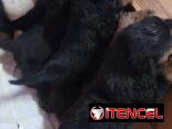 ((( CENTINELA PROTECTOR DE SUS BIENES ROTTWEILER AMBOS SEXOS BETTY MASCOTAS WHATSAPP 52506841 )))