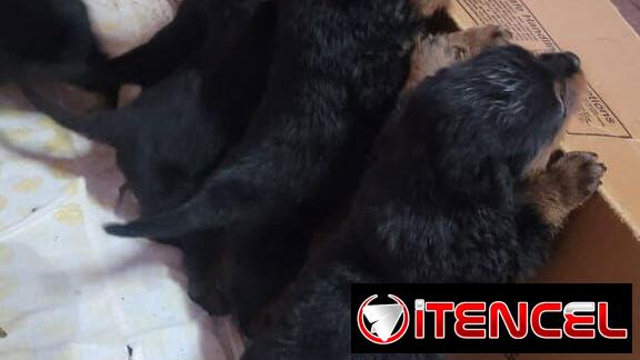 ((( CENTINELA PROTECTOR DE SUS BIENES ROTTWEILER AMBOS SEXOS BETTY MASCOTAS WHATSAPP 52506841 )))