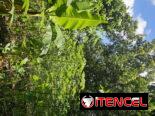 En venta finca en jovellanos con casa de mampostería