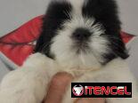 cachorritos Shih Tzu hembra y macho