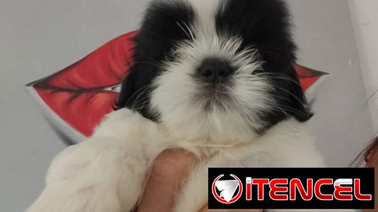 cachorritos Shih Tzu hembra y macho