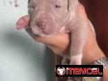 Pitbull