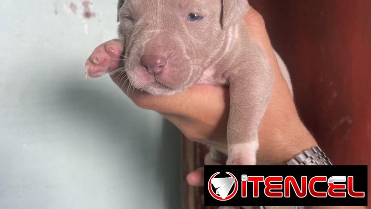 Pitbull
