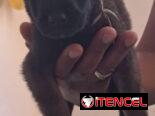 PASTOR MALINOIS,ambos sexos,en 150 USD o equivalente(ACEPTO TRANSFERENCIA)TENGO MENSAJERÍA,de 35 días y desparacitados