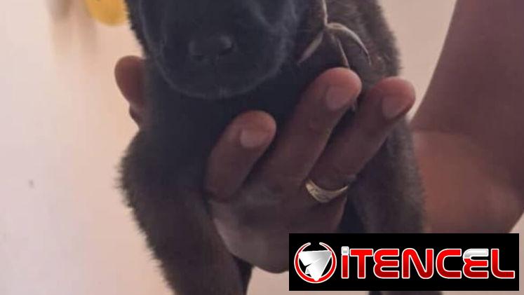 PASTOR MALINOIS,ambos sexos,en 150 USD o equivalente(ACEPTO TRANSFERENCIA)TENGO MENSAJERÍA,de 35 días y desparacitados