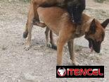 VENDO PASTOR BELGA MALINOIS