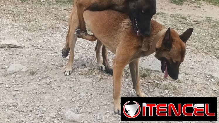 VENDO PASTOR BELGA MALINOIS