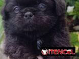 Hermosos cachorros de Spaniel tibetanos ambos sexos