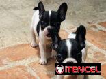 🐾Hermosas Bulldogs🐮Francés🇫🇷Hembritas 🌸