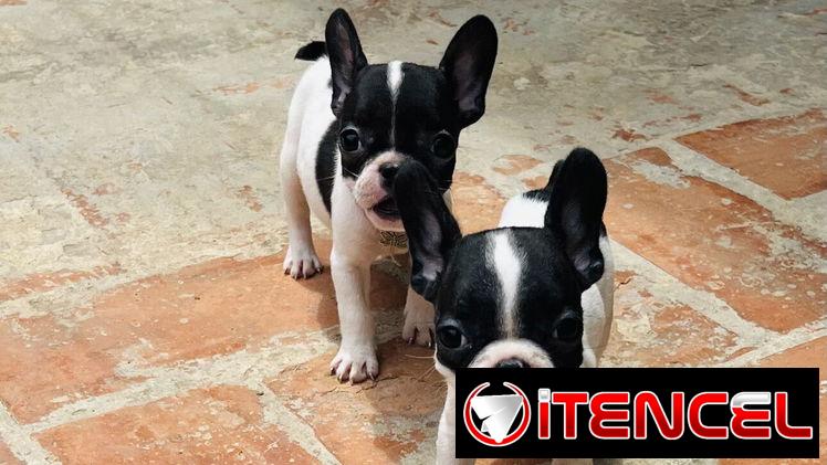 🐾Hermosas Bulldogs🐮Francés🇫🇷Hembritas 🌸