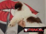 cachorritos Shih Tzu hembra y macho