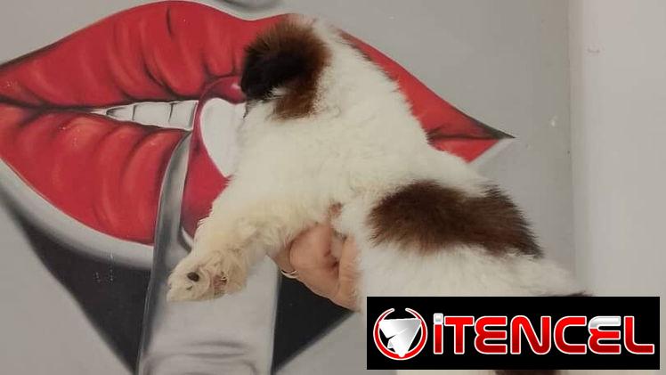 cachorritos Shih Tzu hembra y macho