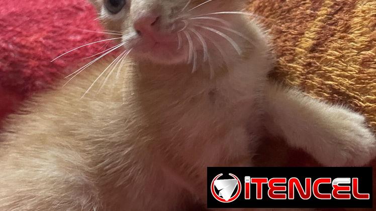 Adopción para Rubí 💎
