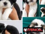 🐶 CACHORROS DE RAZAS CON GARANTÍA Y CONFIANZA BETTY MASCOTAS WHATSAPP 52506841 🐶