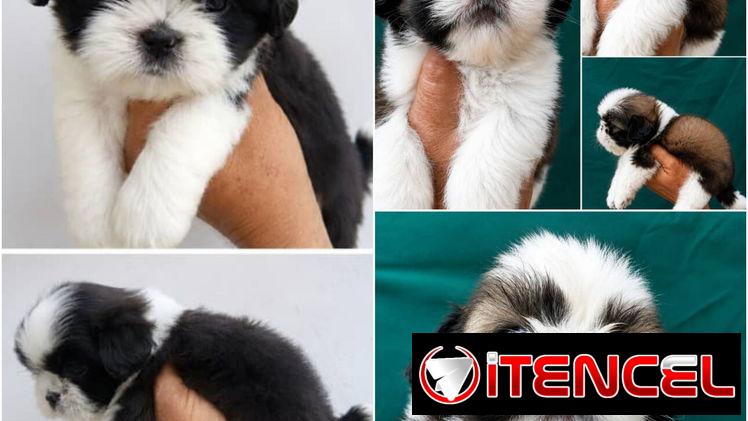 🐶 CACHORROS DE RAZAS CON GARANTÍA Y CONFIANZA BETTY MASCOTAS WHATSAPP 52506841 🐶