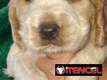 ((( COCKER SPANIEL AMBOS SEXOS WHATSAPP 58746644 )))