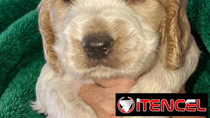 ((( COCKER SPANIEL AMBOS SEXOS WHATSAPP 58746644 )))