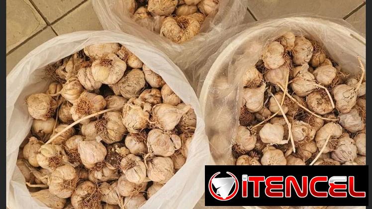 🧄🧄🌟🚨REBAJAAA🚨AJO CRIOLLO
