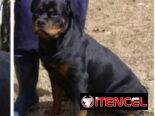 ((( CENTINELA PROTECTOR DE SUS BIENES ROTTWEILER AMBOS SEXOS BETTY MASCOTAS WHATSAPP 52506841 )))