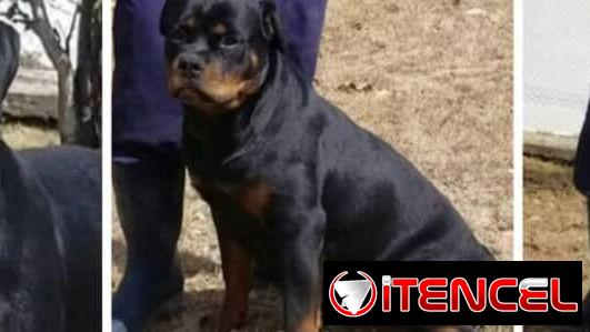((( CENTINELA PROTECTOR DE SUS BIENES ROTTWEILER AMBOS SEXOS BETTY MASCOTAS WHATSAPP 52506841 )))