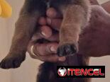 PASTOR MALINOIS,ambos sexos,en 150 USD o equivalente(ACEPTO TRANSFERENCIA)TENGO MENSAJERÍA,de 35 días y desparacitados