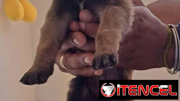 PASTOR MALINOIS,ambos sexos,en 150 USD o equivalente(ACEPTO TRANSFERENCIA)TENGO MENSAJERÍA,de 35 días y desparacitados