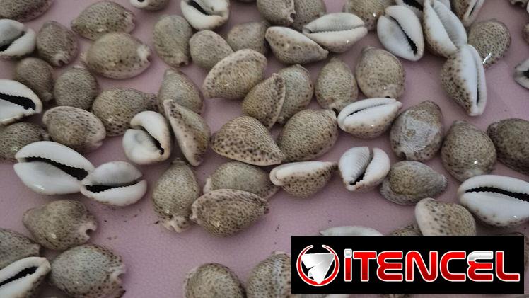 Caracoles tigres a 300 cup c/u