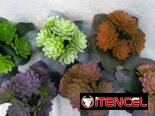 Maceta con suculenta (CV)