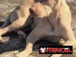 Cachorros de pitbull